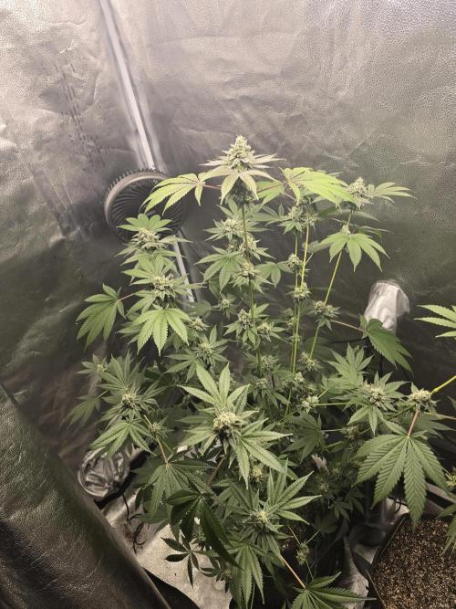 Blue Dream. Week 13 - The whole plant