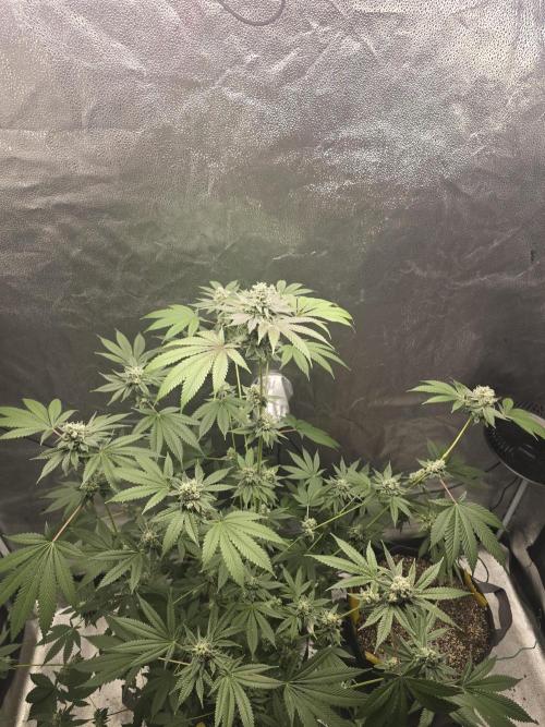 Blue Dream. Week 13 - Blue dream
