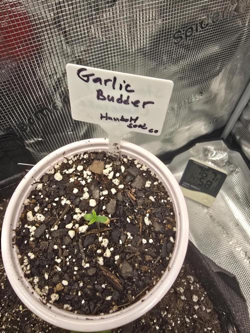 Garlic Budder. Week 1