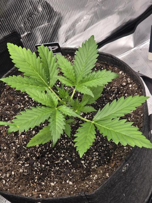 Banana Guava Auto. Week 3