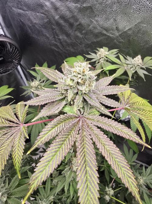 Blue Dream. Week 14 - Main cola