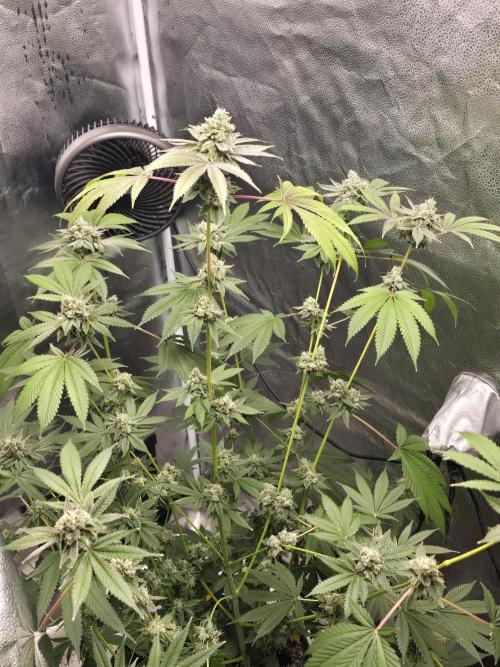 Blue Dream. Week 14 - Blue dream