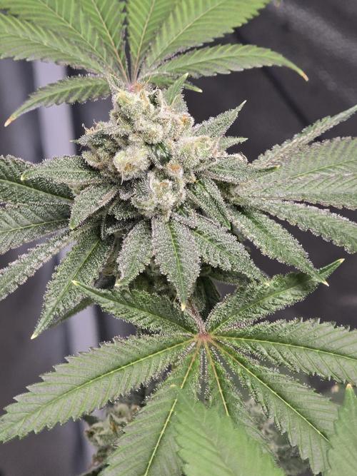 Blue Dream. Week 14 - Blue dream 