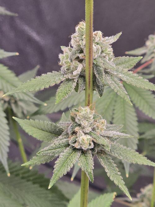 Blue Dream. Week 14 - Lower buds