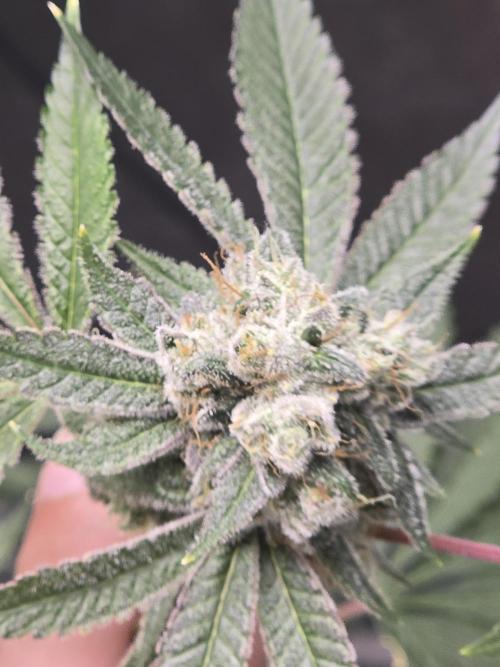 Blue Dream. Week 14 - Blue dream