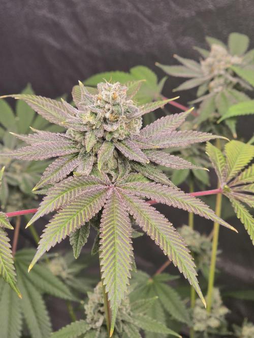 Blue Dream. Week 14 - Beautiful top nugs