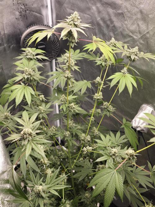 Blue Dream. Week 14 - Blue dream