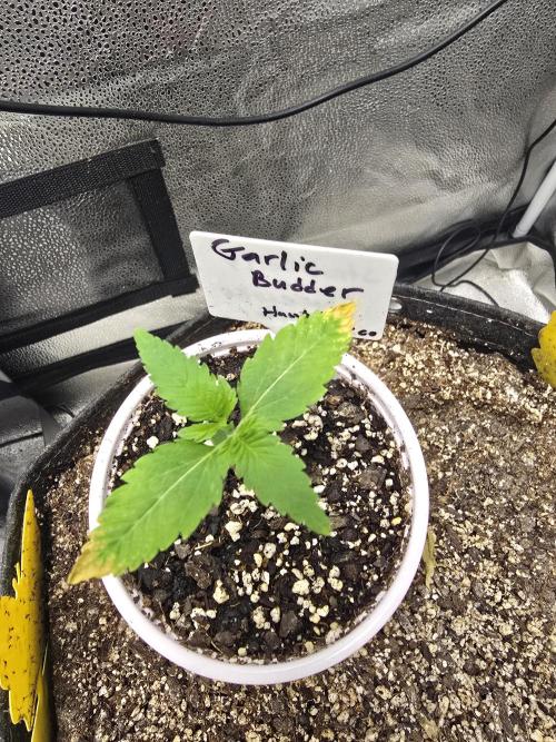 Garlic Budder. Week 2