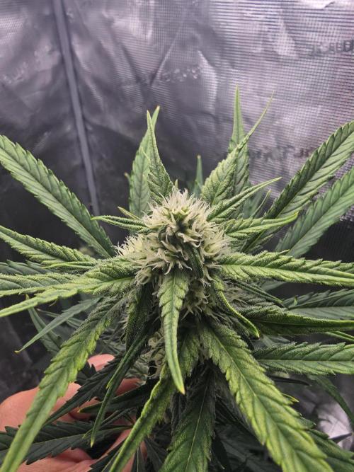 Lemon Tree Auto. Week 6 - Lemon tree 