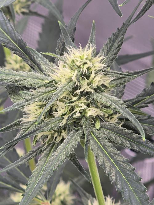 Lemon Tree Auto. Week 6 - Frost is setting in