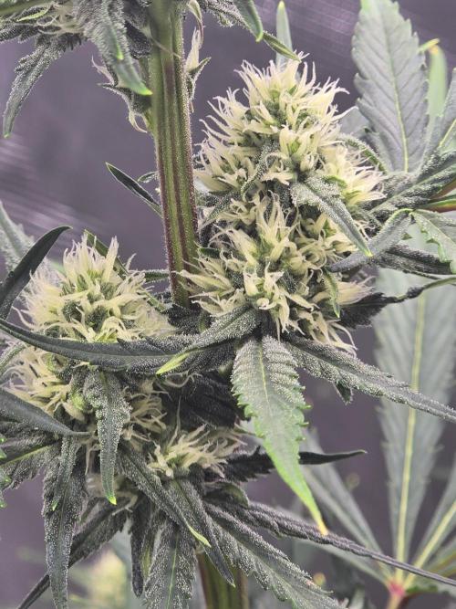 Lemon Tree Auto. Week 6 - Lower buds