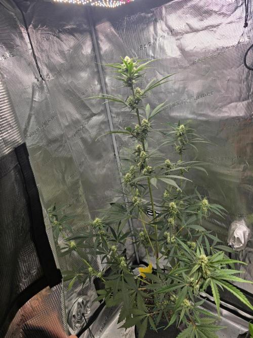 Lemon Tree Auto. Week 6 - Shes a tall girl. Not bushy at all not many fan leaves.