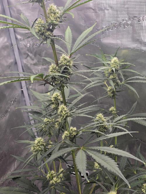 Lemon Tree Auto. Week 6 - Shes moving along so fast