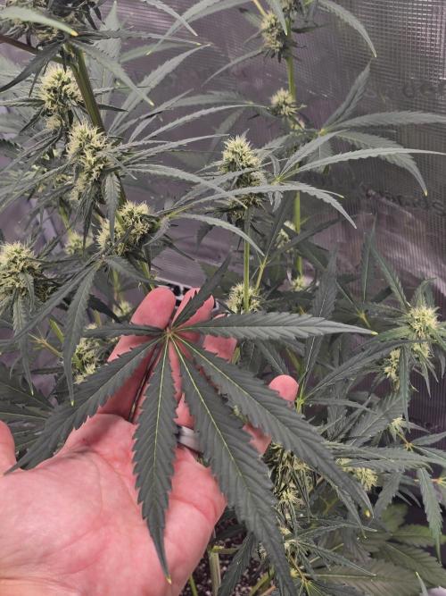 Lemon Tree Auto. Week 6 - Fan leaves 