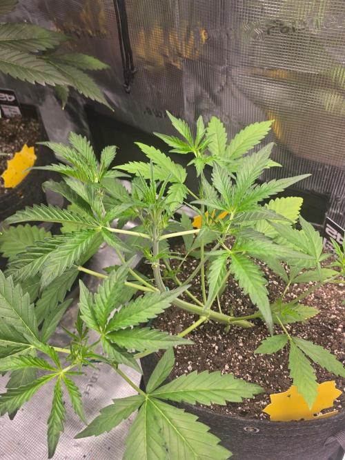 Banana Guava Auto. Week 4 - Banana guava 