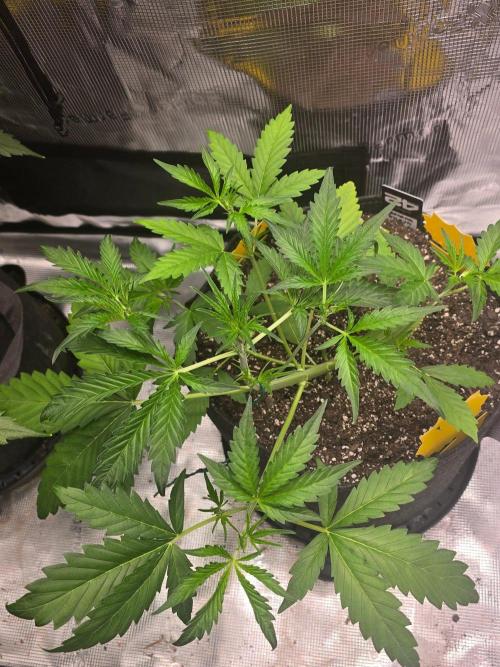 Banana Guava Auto. Week 4 - Banana guava 