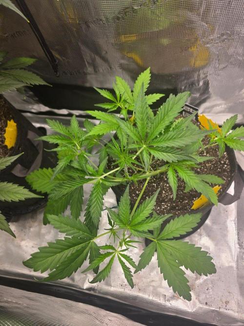 Banana Guava Auto. Week 4 - Banana guava 