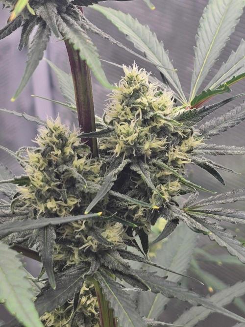 Lemon Tree Auto. Week 7 - Swelling up nice