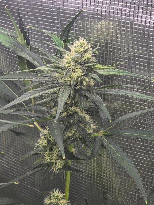 Lemon Tree Auto. Week 7 - Lemon tree 