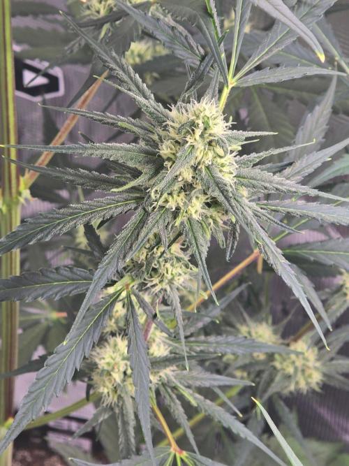 Lemon Tree Auto. Week 7 - Lemon tree 
