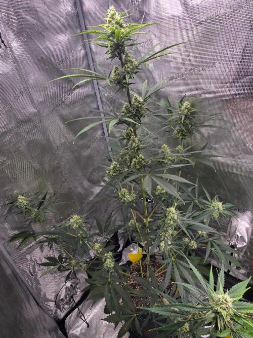 Lemon Tree Auto. Week 7 - Full plant t