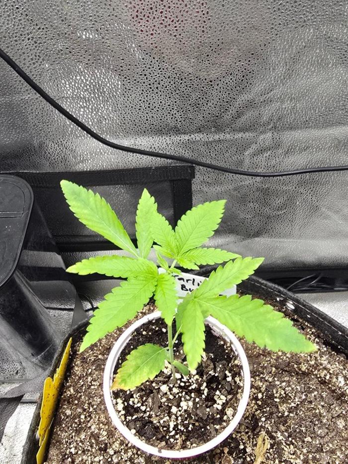 Garlic Budder. Week 3 - Doing well almost ready for transplant