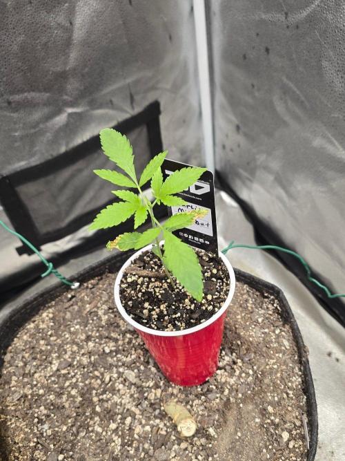 Garlic Mint Sherbet. Week 3
