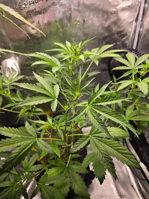 Banana Guava Auto. Week 5 - Looking good