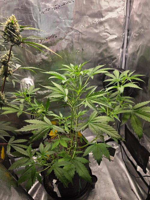 Banana Guava Auto. Week 5 - Banana guava 