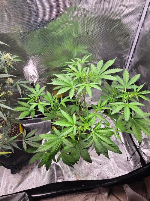 Banana Guava Auto. Week 5 - Top shot