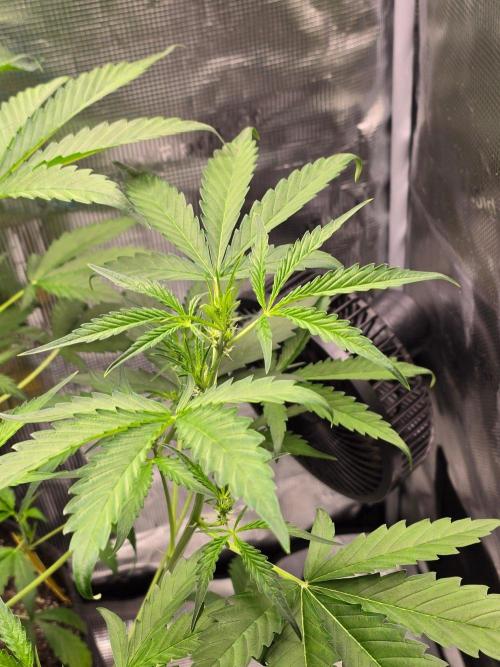 Banana Guava Auto. Week 5 - Banana guava 