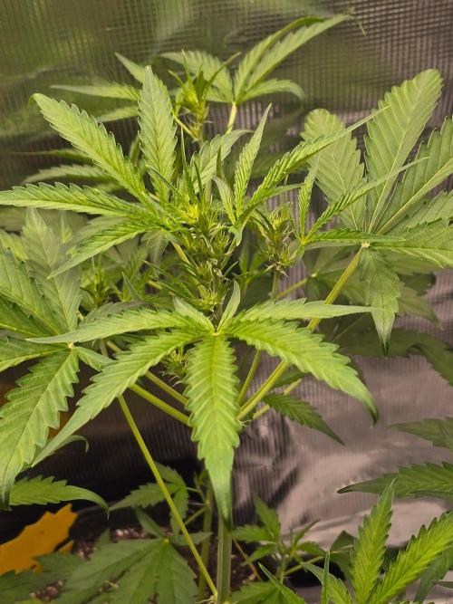 Banana Guava Auto. Week 5
