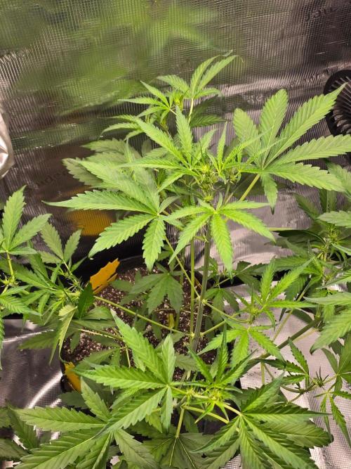Banana Guava Auto. Week 5 - Banana guava 