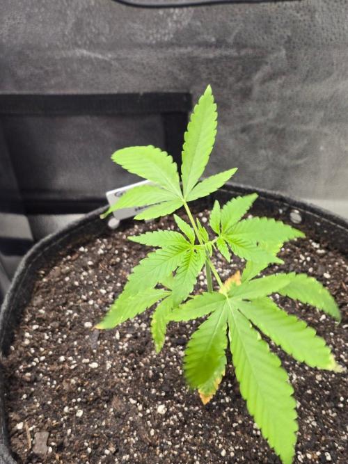 Garlic Budder. Week 4 - Garlic budder 