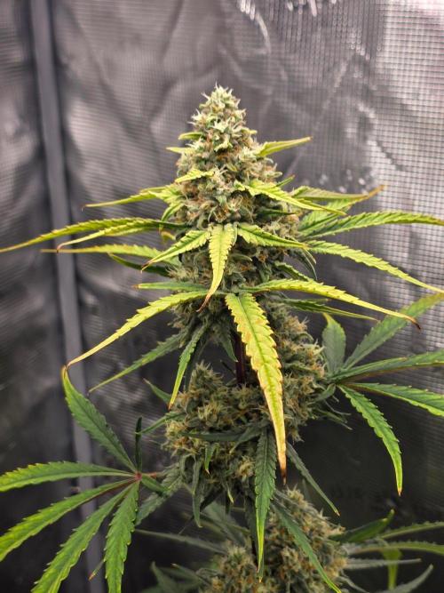 Lemon Tree Auto. Week 8 - Lemon tree main cola