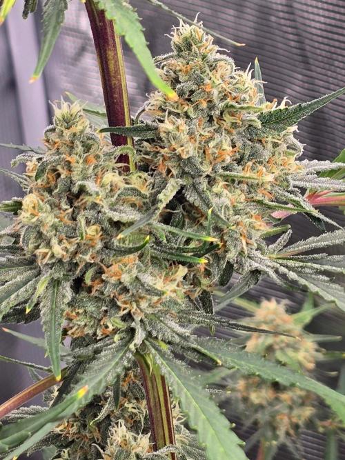 Lemon Tree Auto. Week 8 - Twins lol