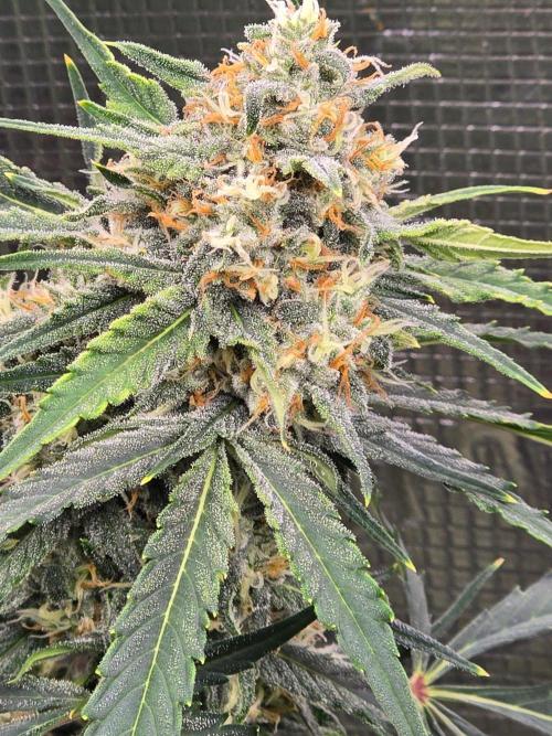 Lemon Tree Auto. Week 8 - Beautiful frosty buds 
