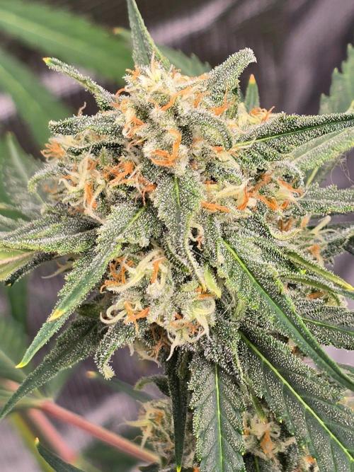 Lemon Tree Auto. Week 8 - Love the orange pistols 