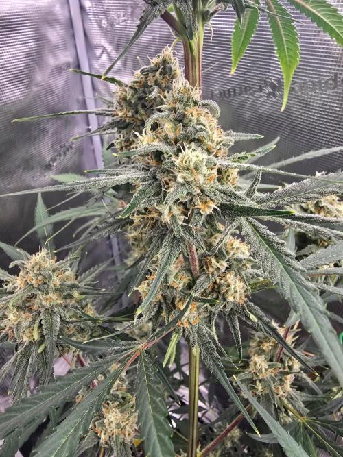 Lemon Tree Auto. Week 8 - Delicious 😋 