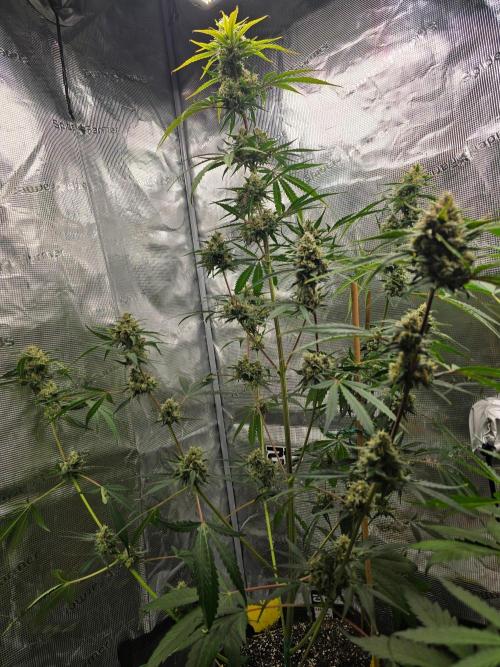 Lemon Tree Auto. Week 8 - The full tree