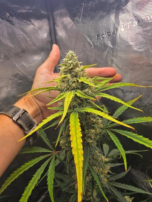 Lemon Tree Auto. Week 8 - Main cola