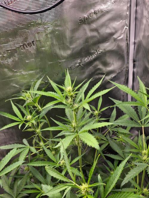 Banana Guava Auto. Week 6 - Top canopy 