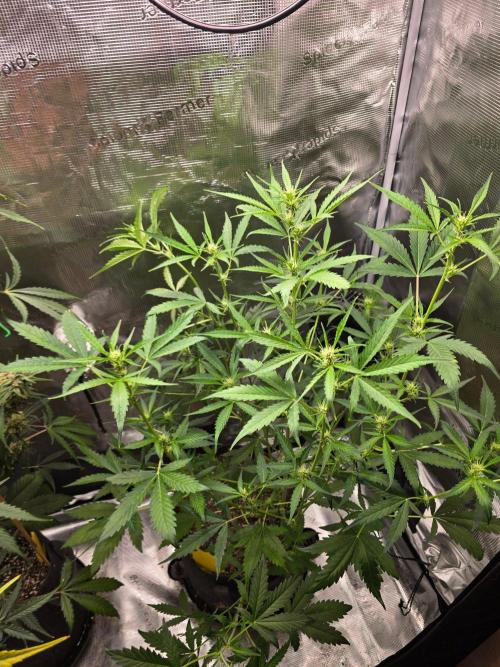 Banana Guava Auto. Week 6 - Banana guava 