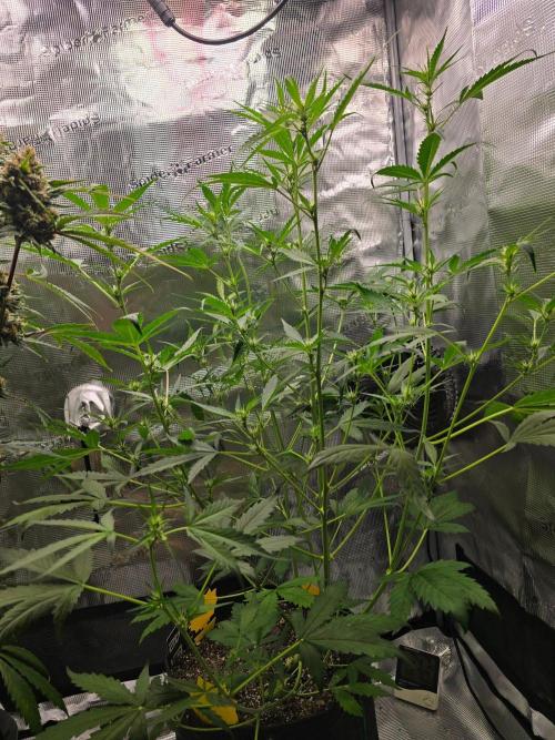 Banana Guava Auto. Week 6 - Banana guava 