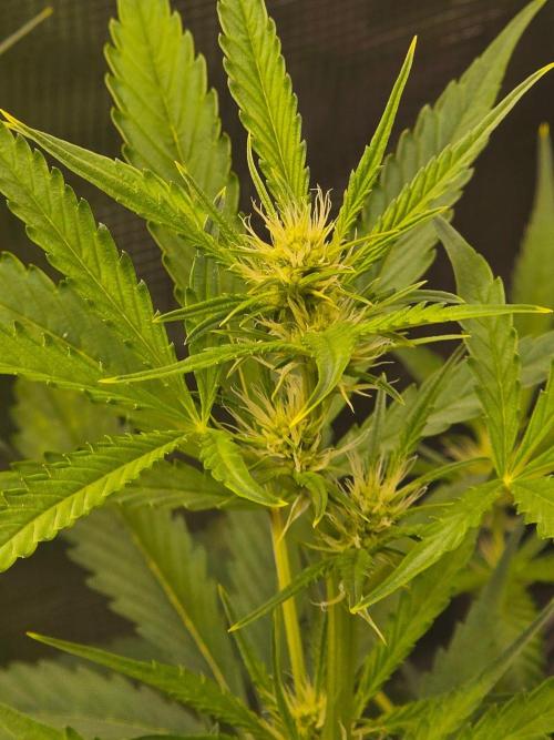 Banana Guava Auto. Week 6 - Main cola