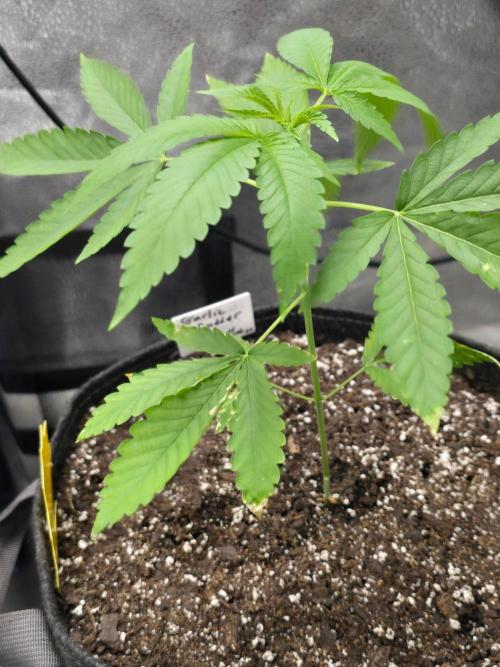 Garlic Budder. Week 5