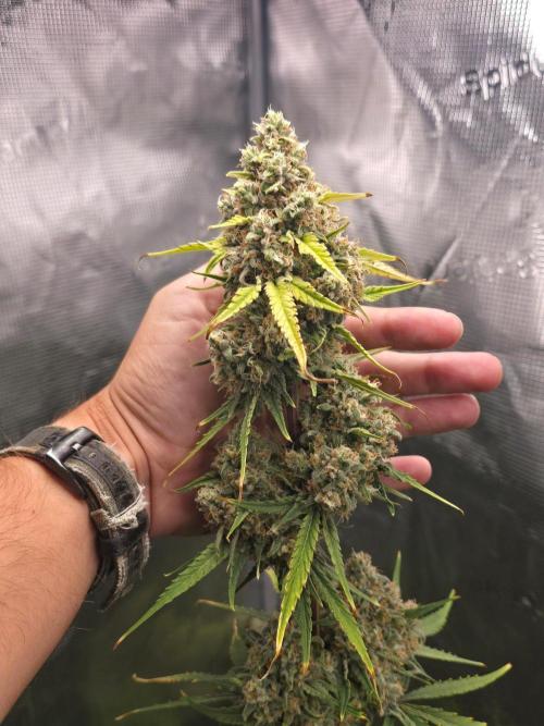 Lemon Tree Auto. Week 9 - Shes nice and thick