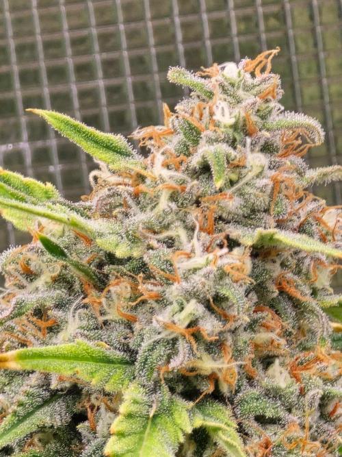 Lemon Tree Auto. Week 9 - Main cola 