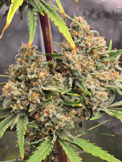 Lemon Tree Auto. Week 9 - Twins