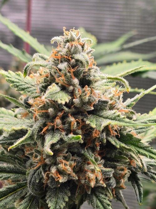 Lemon Tree Auto. Week 9 - Beauty